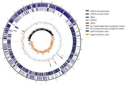 Comparative Genomic and Pan-Genomic Characterization of Staphylococcus epidermidis From Different Sources Unveils the Molecular Basis and Potential Biomarkers of Pathogenic Strains